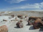 Petrified Forest