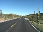 Organ Pipe Cactus NM